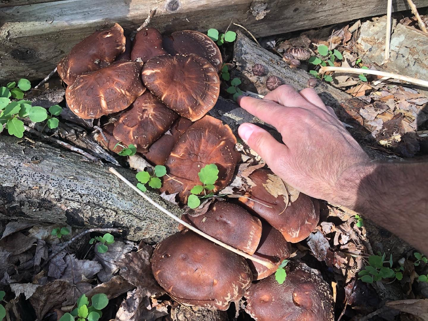 Fresh Shiitake Mushroom Logs - will fruit next year...and beyond!