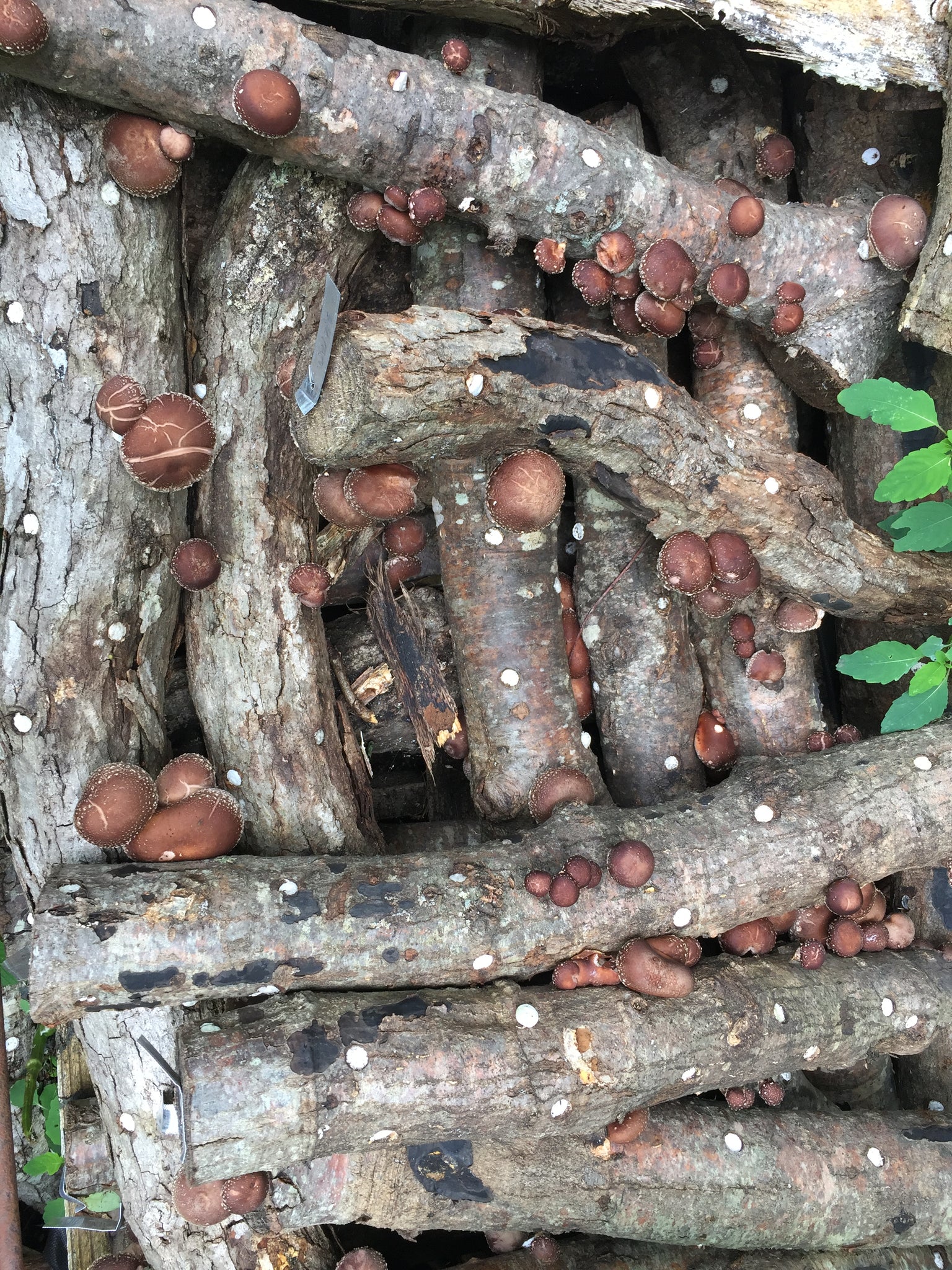 Fresh Shiitake Mushroom Logs - will fruit next year...and beyond!