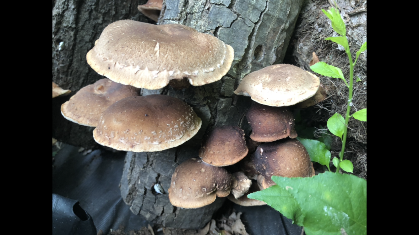 Fresh Shiitake Mushroom Logs - will fruit next year...and beyond!