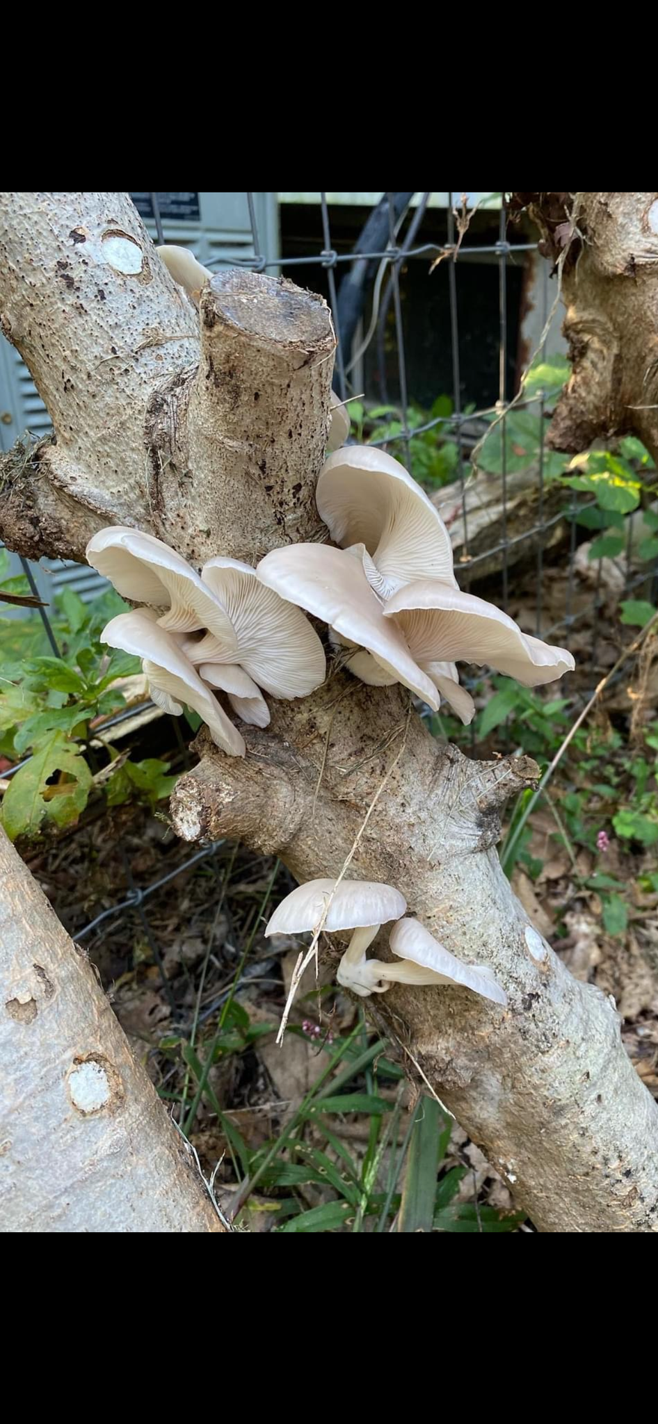 Fresh Oyster Mushroom Logs - will fruit later this year and next
