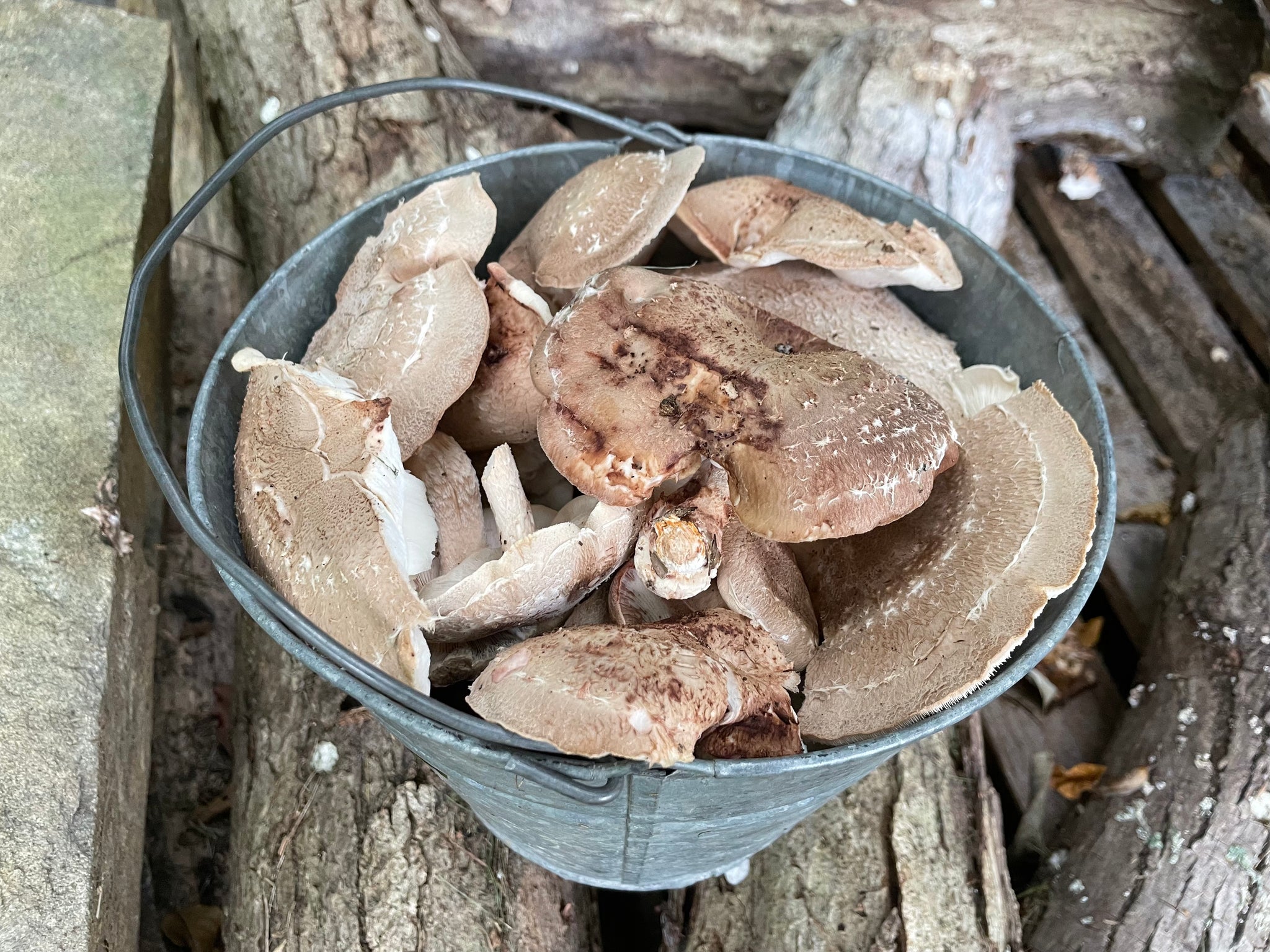 Fresh Shiitake Mushroom Logs - will fruit next year...and beyond!