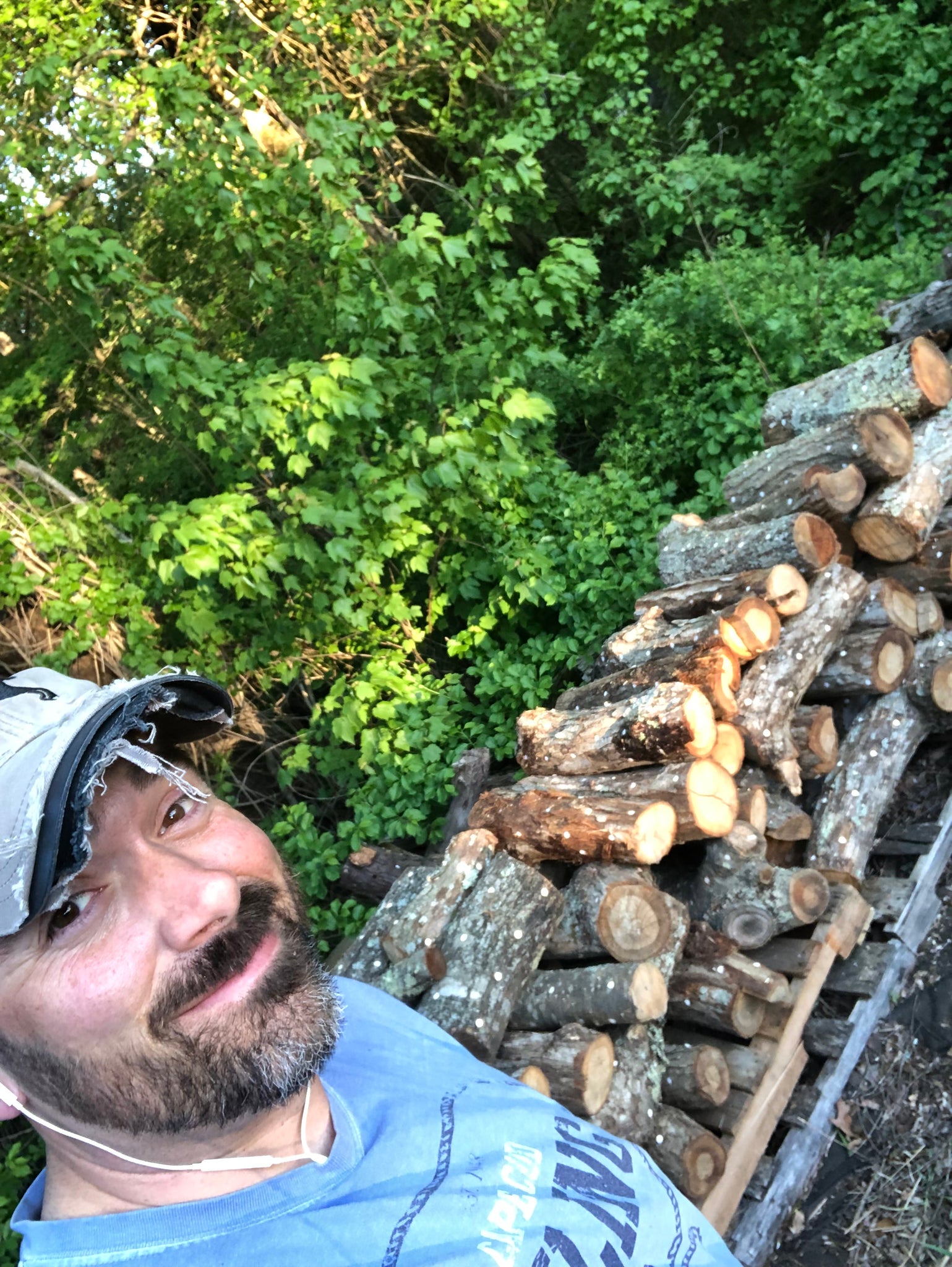 Fresh Shiitake Mushroom Logs - will fruit next year...and beyond!