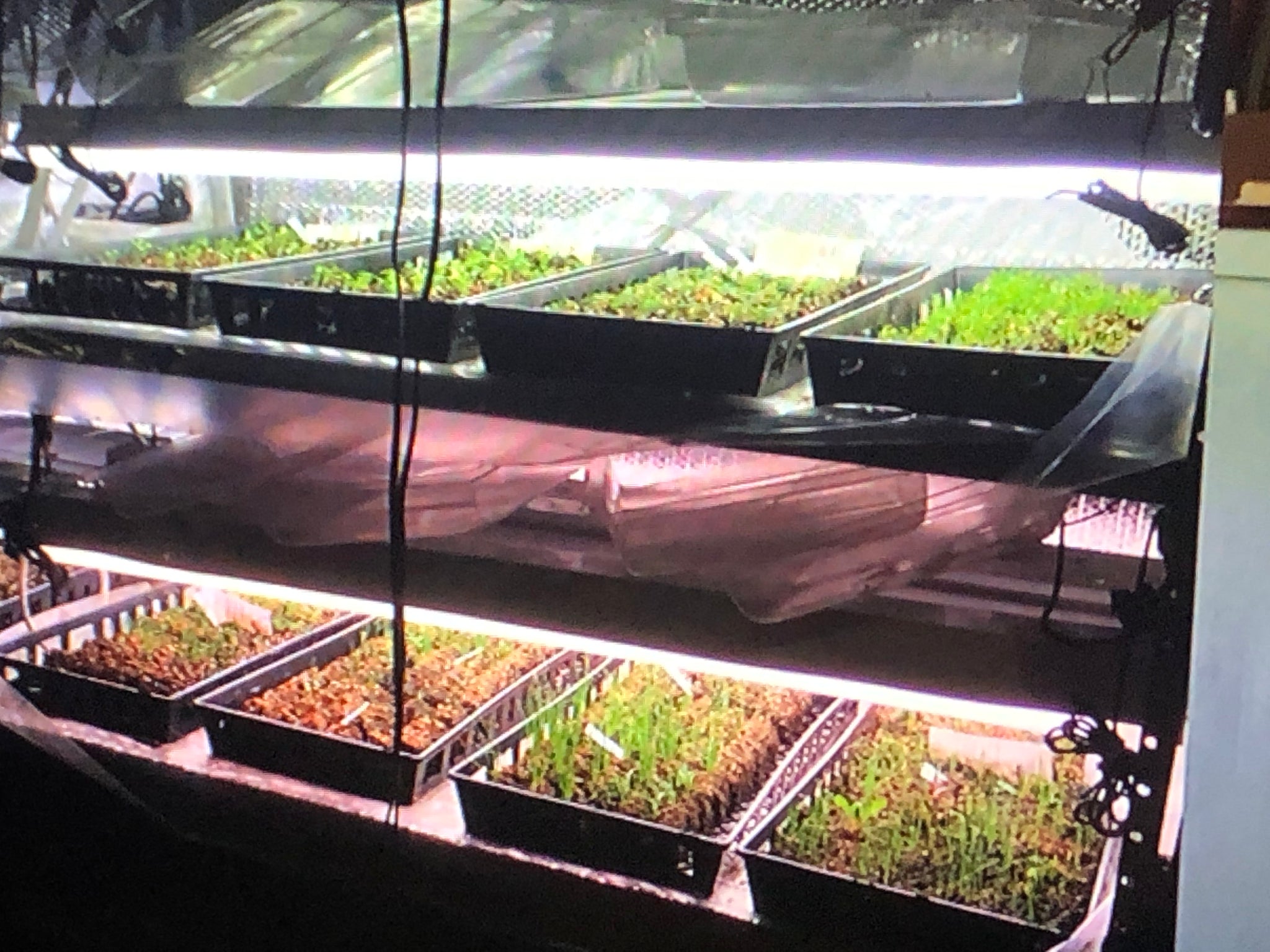 Sprout Your Success: A Beginner's Guide to Seed Starting