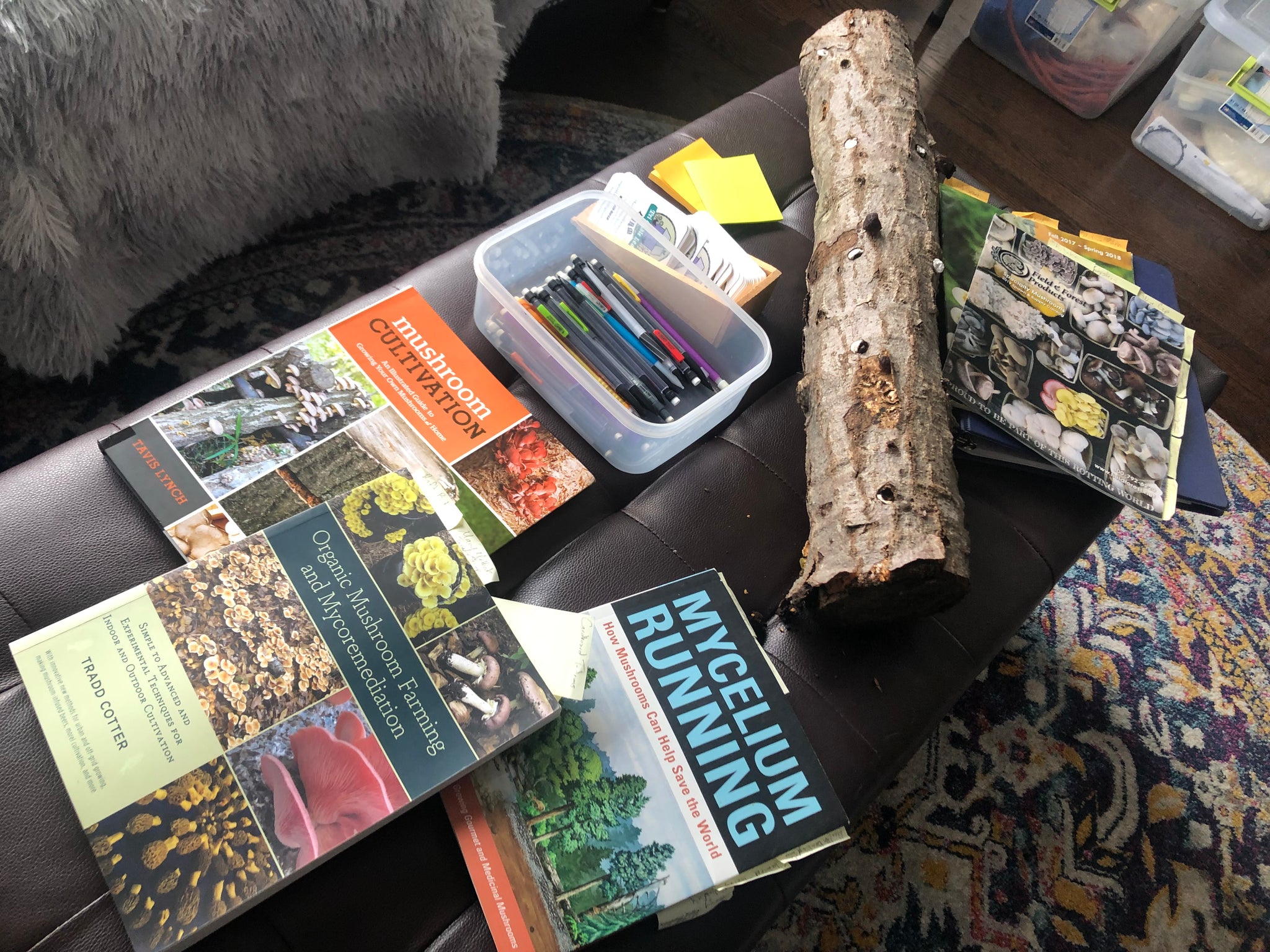 Fungi Frenzy: A Beginner's Guide to Outdoor Mushroom Growing