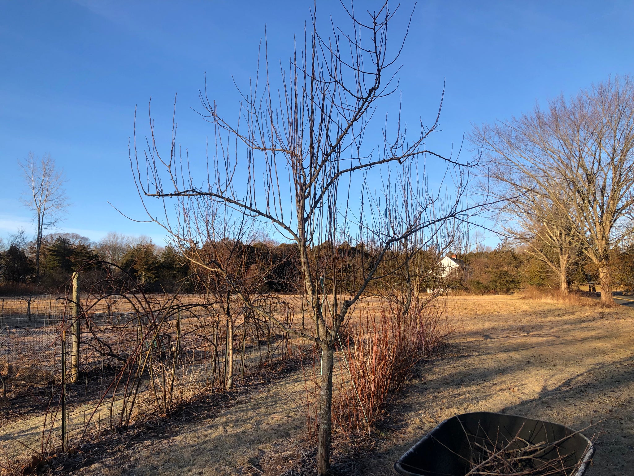 Get Your Grove On! Mastering Front Yard Fruit Trees, Grape Vines, & Berries - 90 min