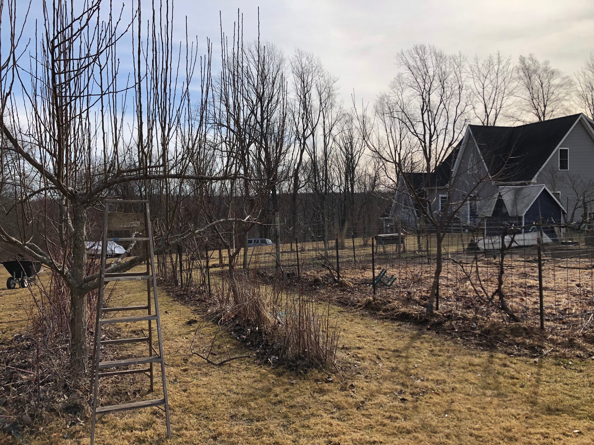 Effortless Gardening: Master the Art of No-Till Growing