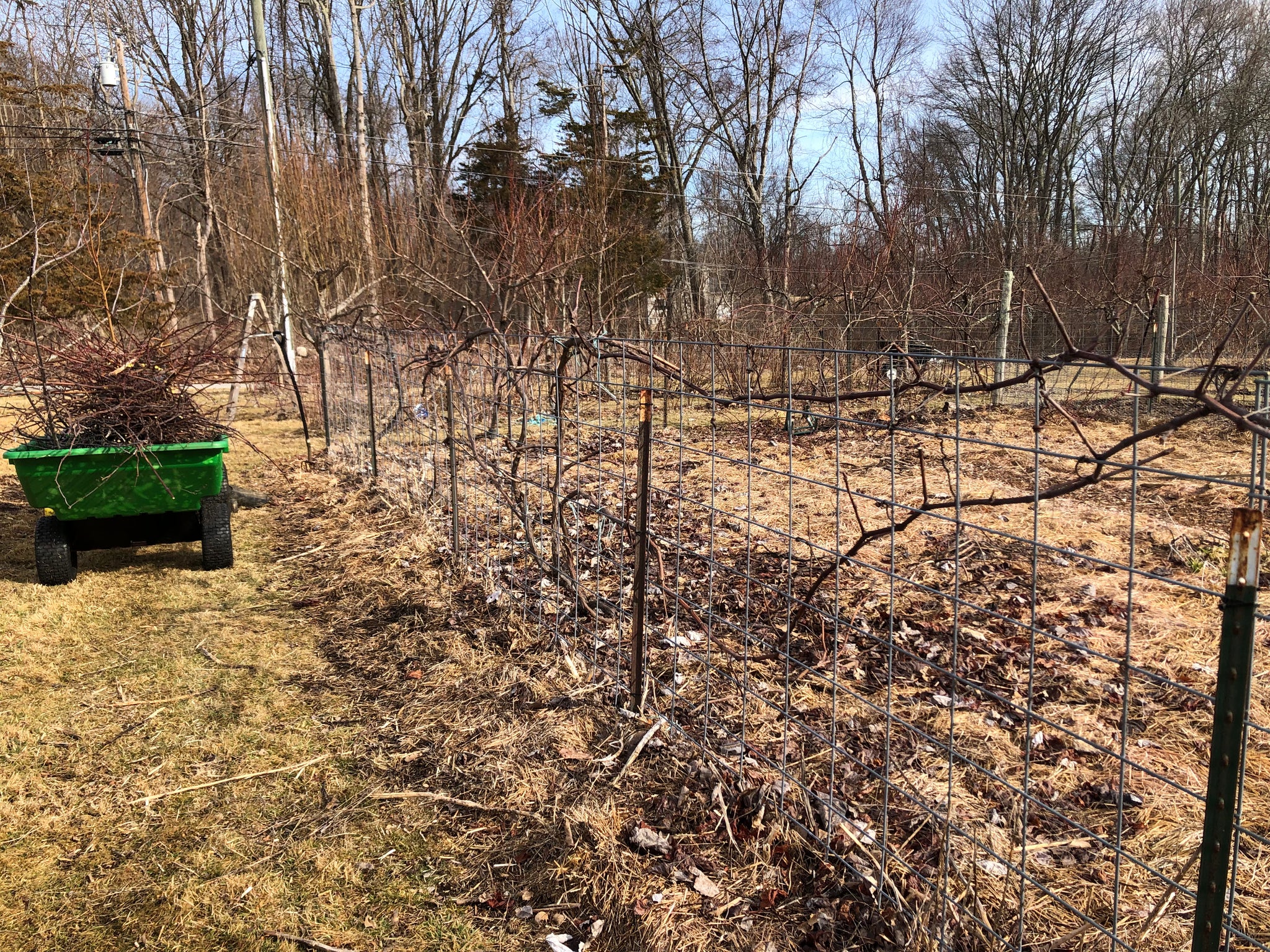 Get Your Grove On! Mastering Front Yard Fruit Trees, Grape Vines, & Berries - 90 min