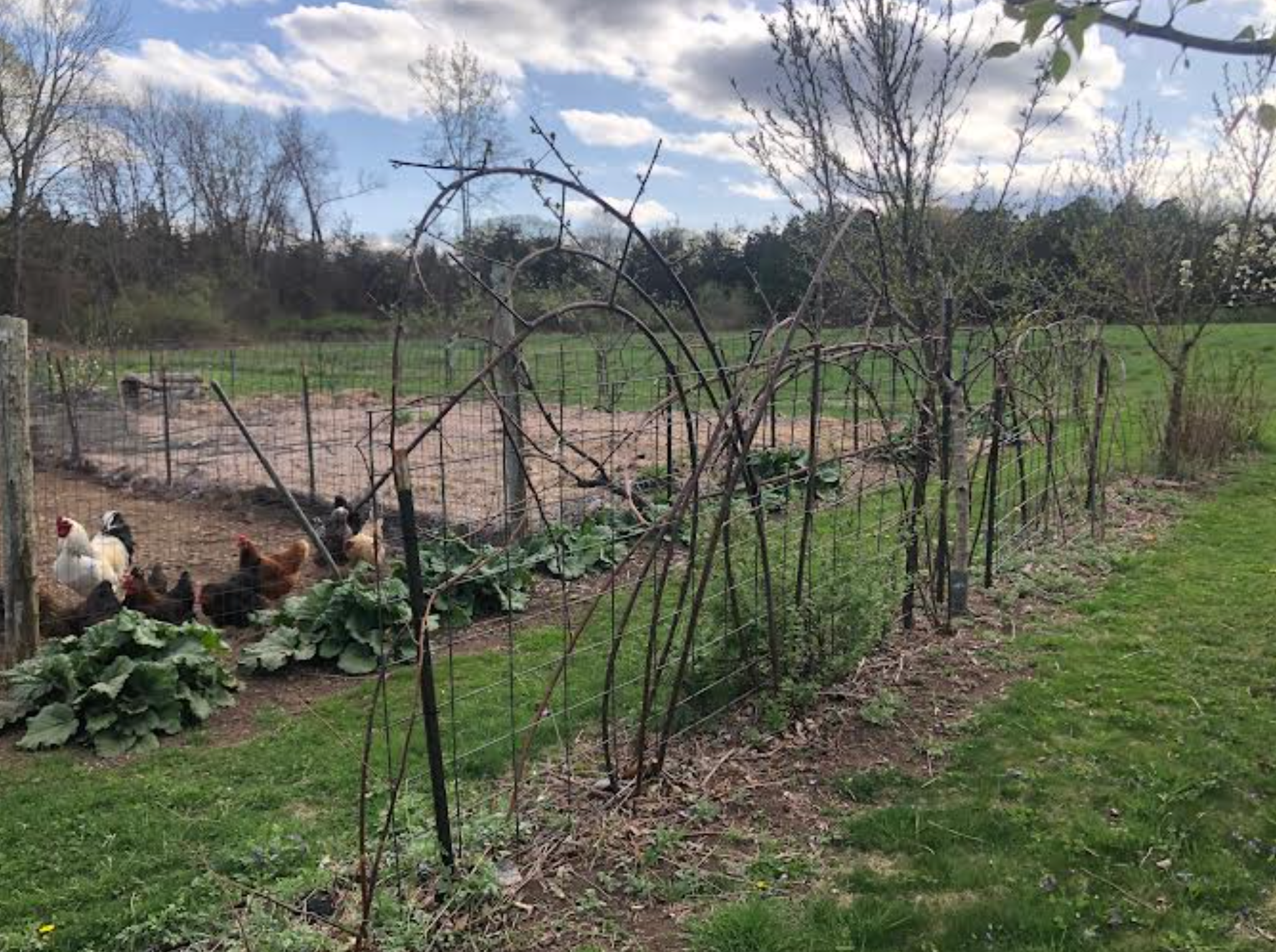 Newly Updated! - Get Your Grove On! Mastering Front Yard Fruit Trees, Grape Vines, & Berries
