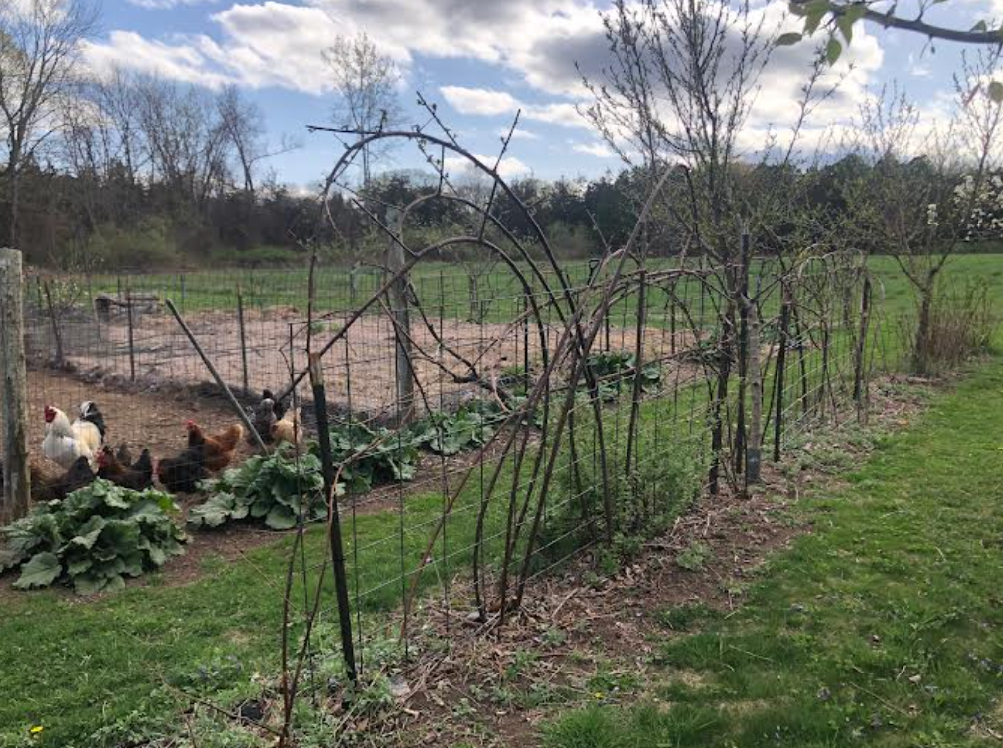 Get Your Grove On! Mastering Front Yard Fruit Trees, Grape Vines, & Berries - 90 min