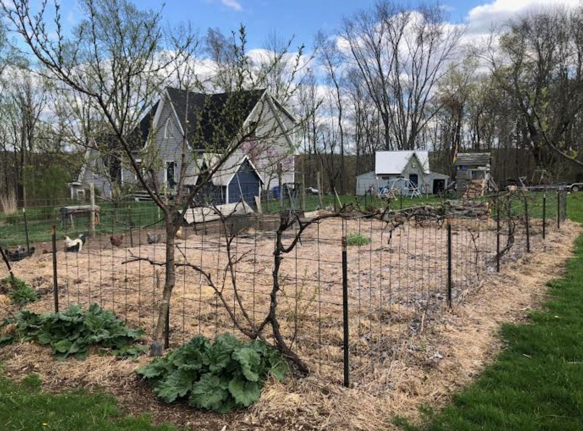 Newly Updated! - Get Your Grove On! Mastering Front Yard Fruit Trees, Grape Vines, & Berries
