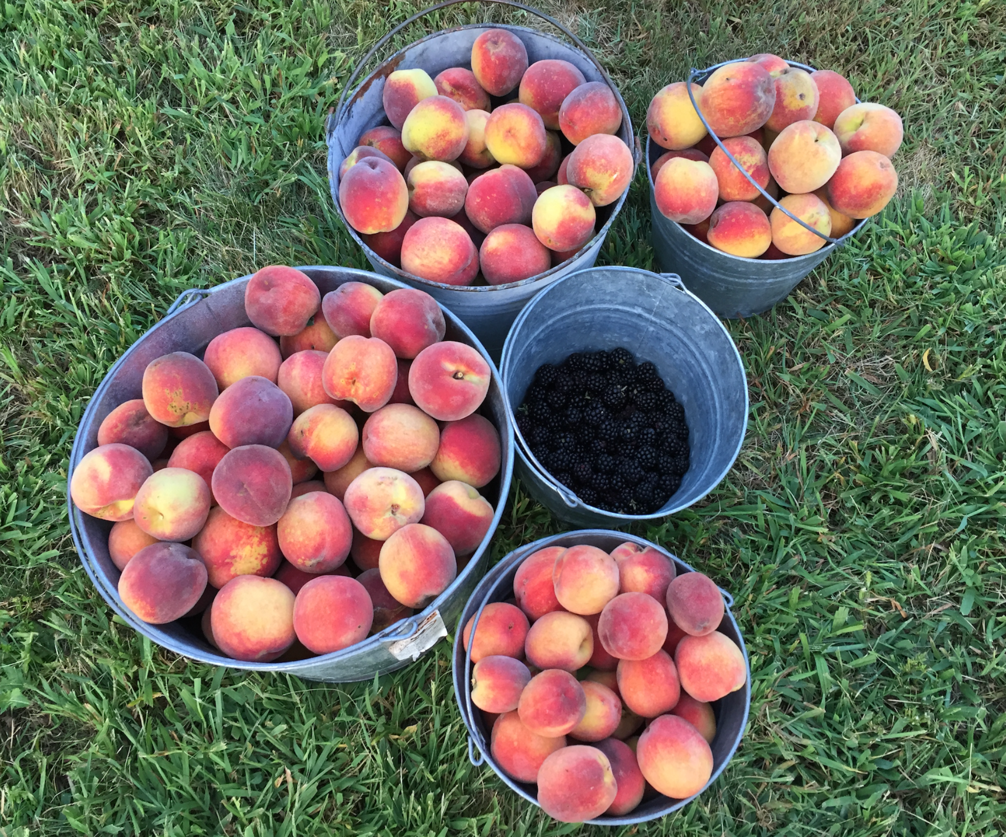 Newly Updated! - Master the Art of Preserving Your Harvest: Pickling, Canning, Freezing & Drying Techniques
