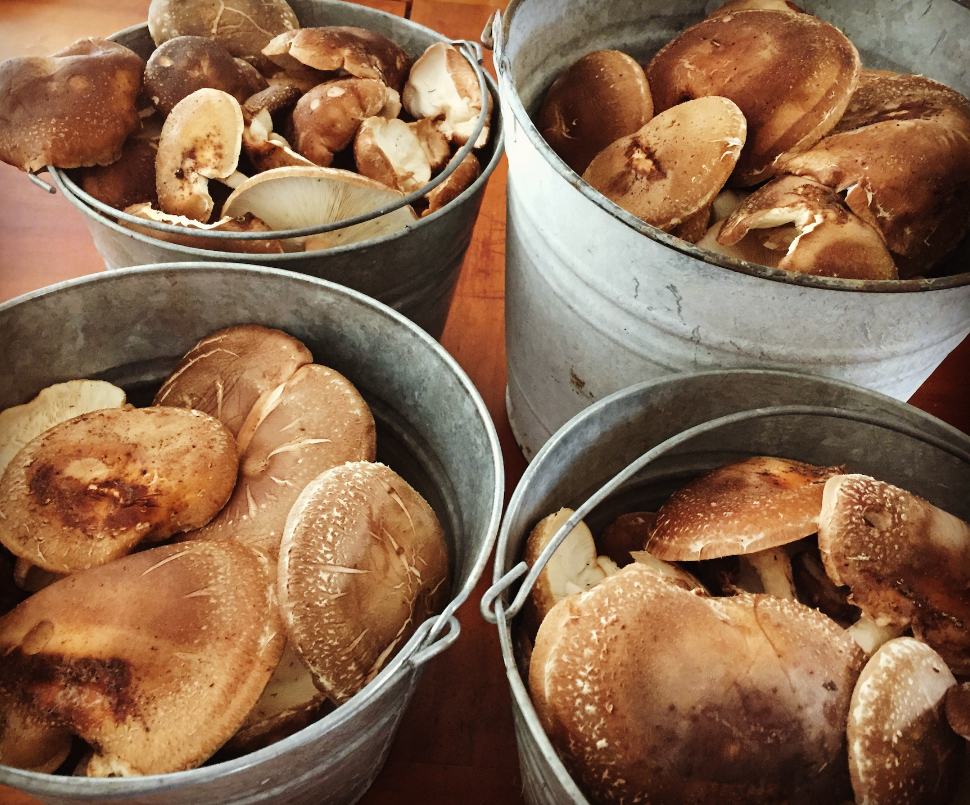 Newly Updated! - Master the Art of Preserving Your Harvest: Pickling, Canning, Freezing & Drying Techniques