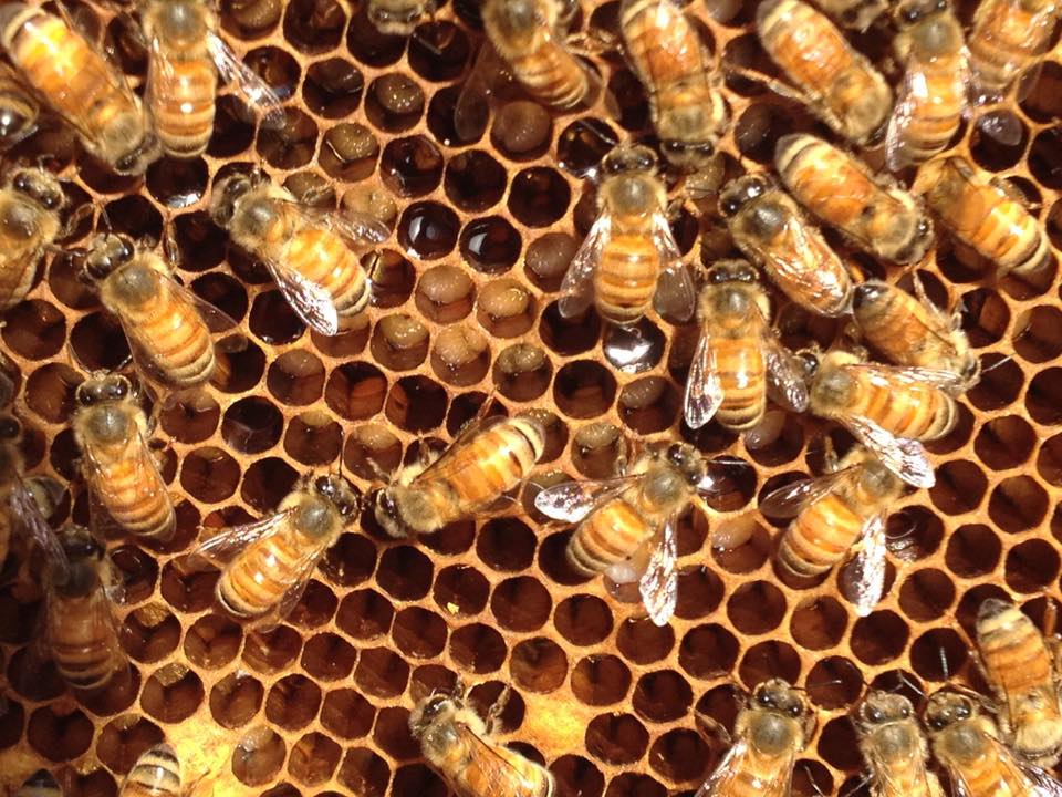 The Buzz on Beekeeping: A Beginner's Guide - 2hr