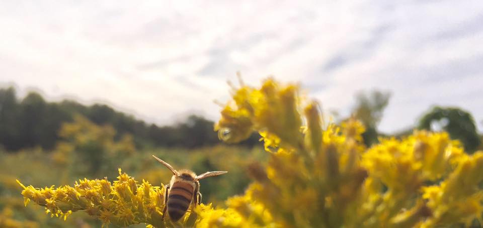 The Buzz on Beekeeping: A Beginner's Guide - 2hr