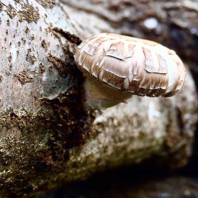 Fungi Frenzy: A Beginner's Guide to Outdoor Mushroom Growing - 90 min