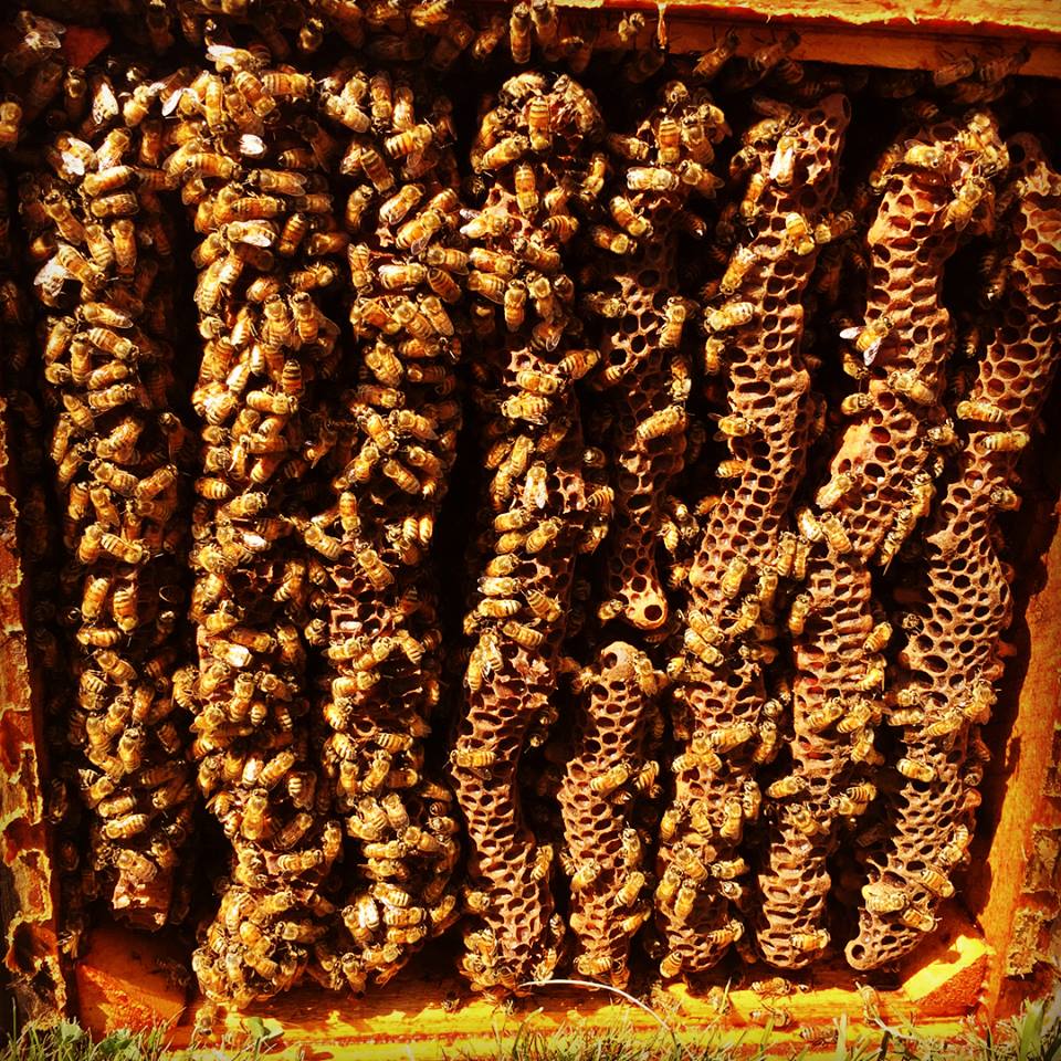 The Buzz on Beekeeping: A Beginner's Guide