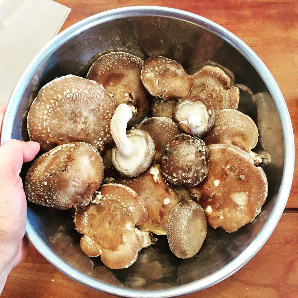 Fungi Frenzy: A Beginner's Guide to Outdoor Mushroom Growing