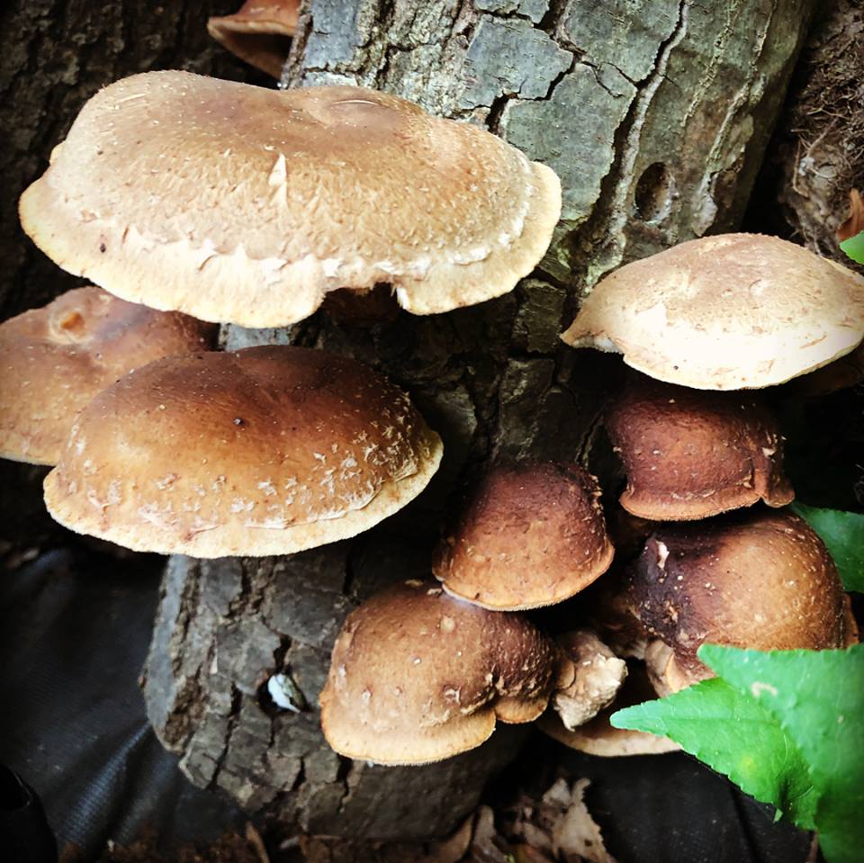 Fungi Frenzy: A Beginner's Guide to Outdoor Mushroom Growing - 90 min