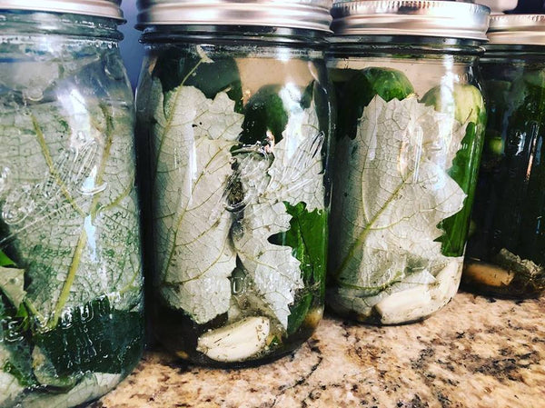 Sour and Savory: Mastering the Art of Fermented Foods - 90 min