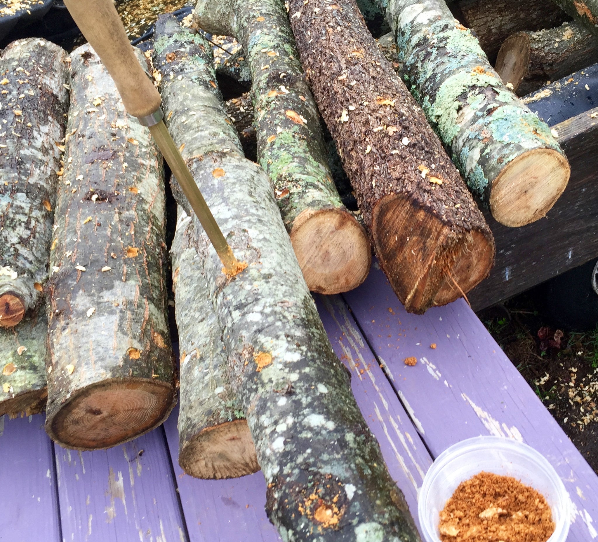 Fresh Shiitake Mushroom Logs - will fruit next year