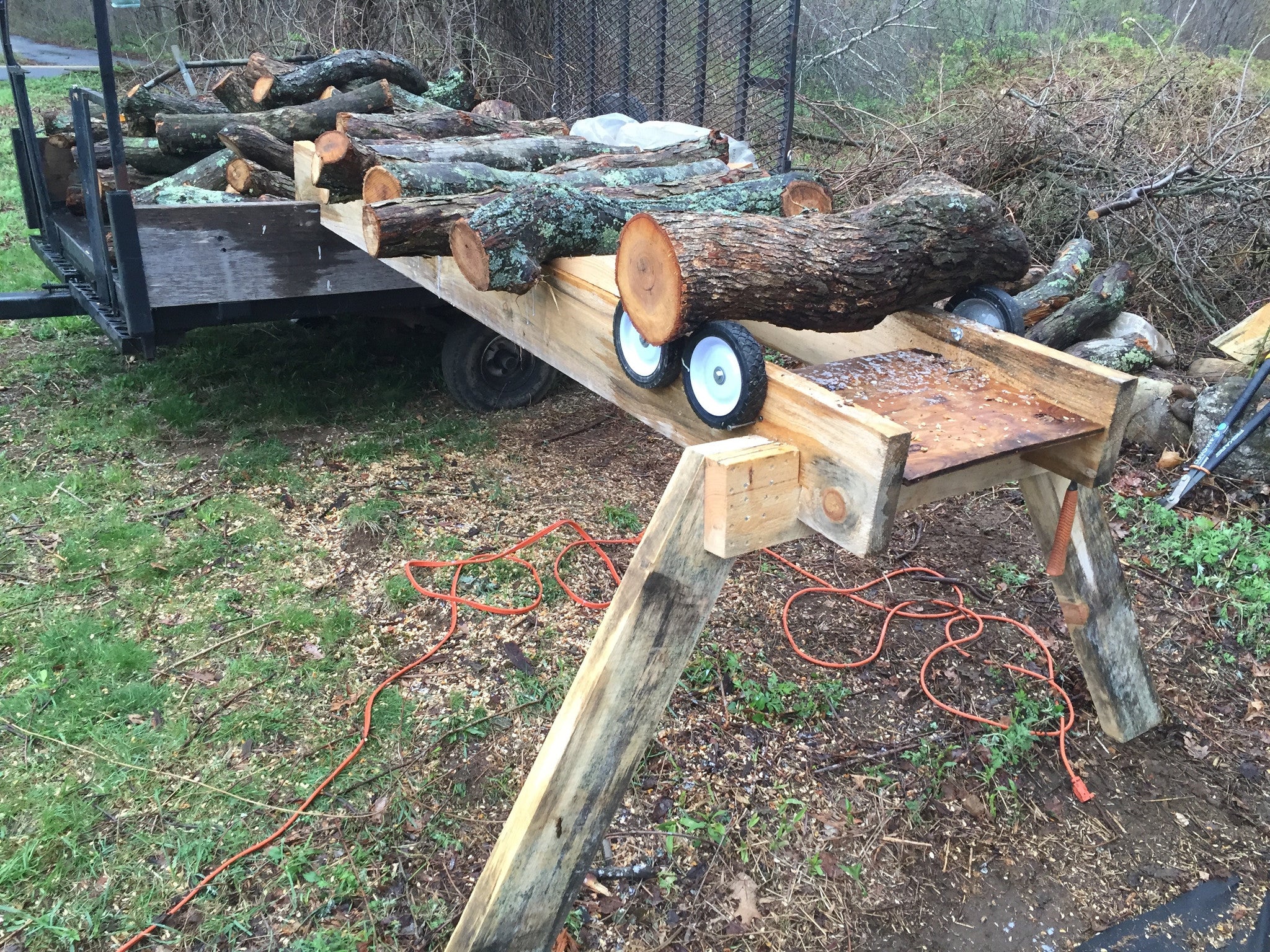 Fresh Oyster Mushroom Logs - will fruit later this year and next
