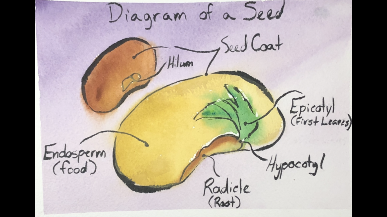 Sprout Your Success: A Beginner's Guide to Seed Starting