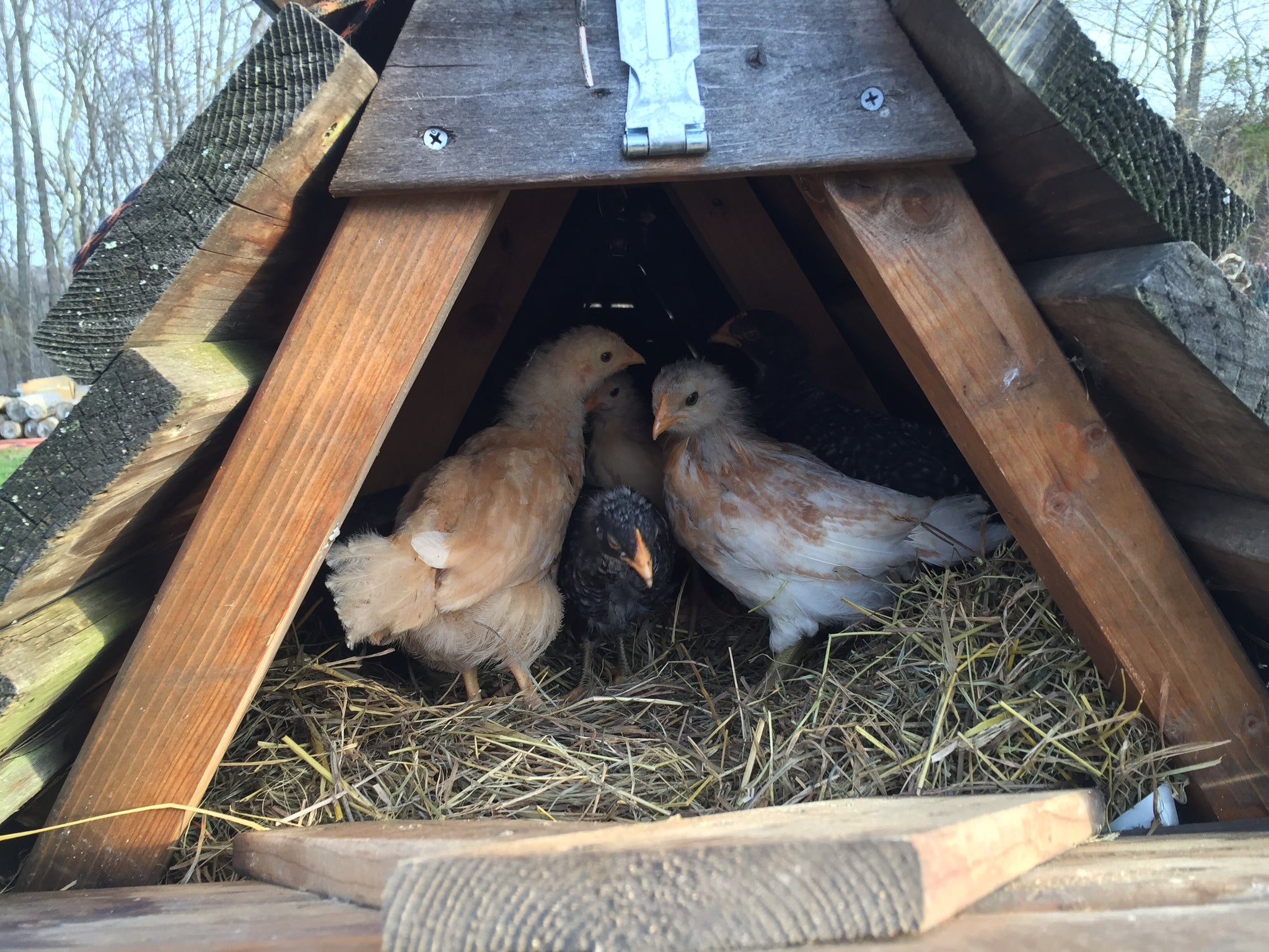 Raise the Coop: The Ultimate Guide to Backyard Chicken Keeping - 90 min