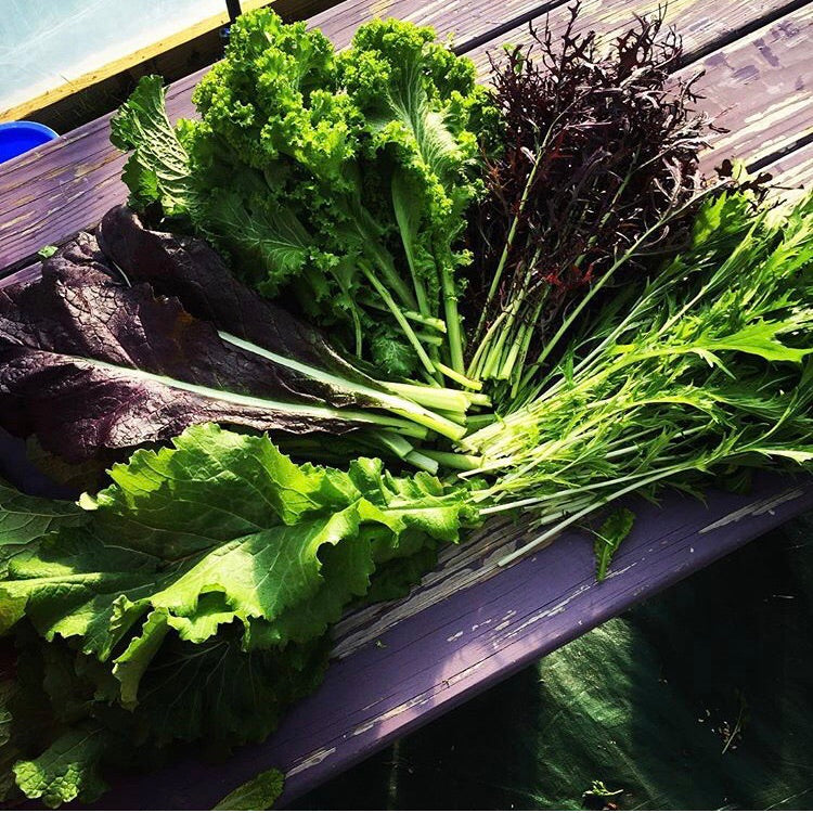 New! - Extend Your Growing Season: Mastering Fall, Winter, and Spring Crops