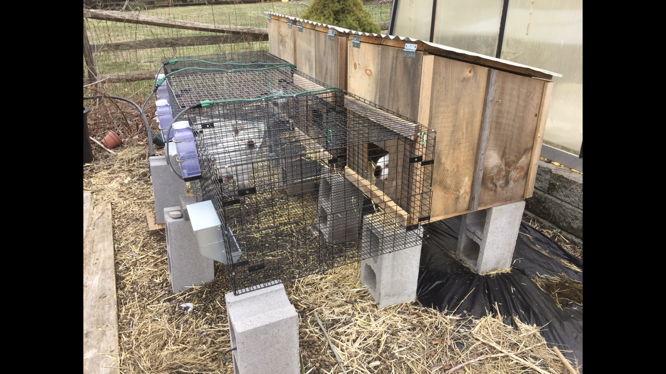 Rabbit Breeders’ Bundle - 3 Hutches & 2 Tractors