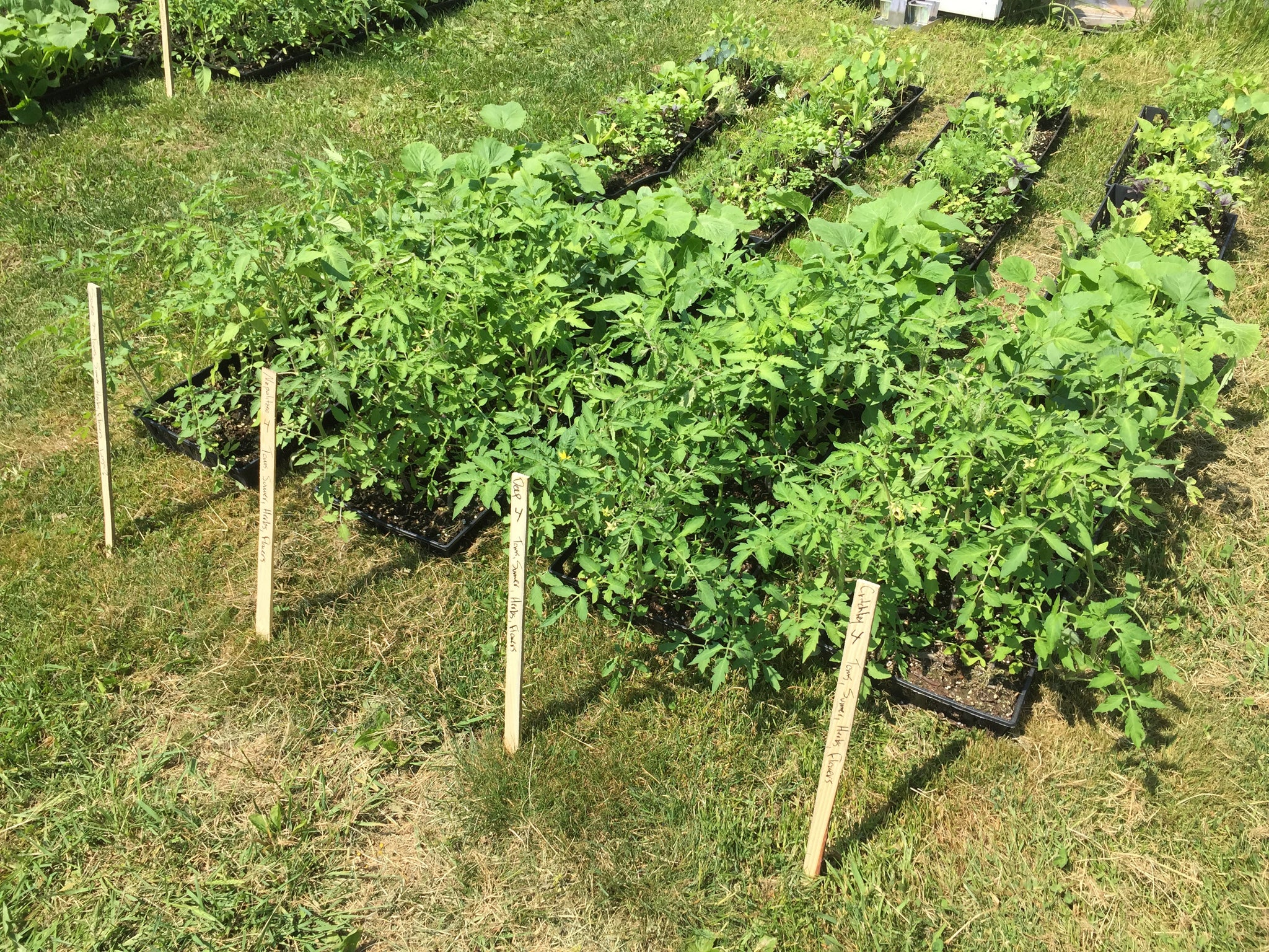 New - Cultivating Sustainability: The Art of Soil Blocks for Greener Gardens