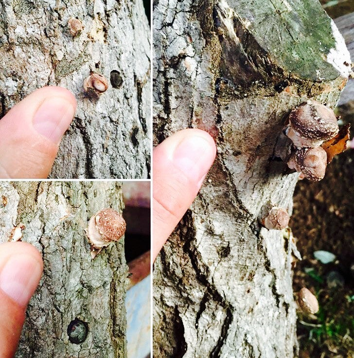 Proven Shiitake Mushroom Logs - currently fruiting