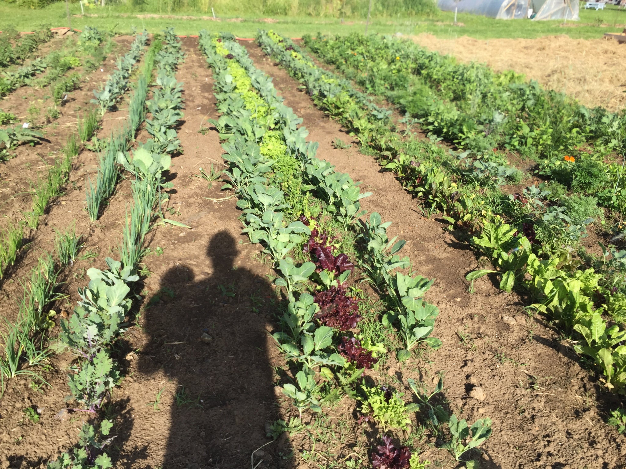 New - Cultivating Sustainability: The Art of Soil Blocks for Greener Gardens