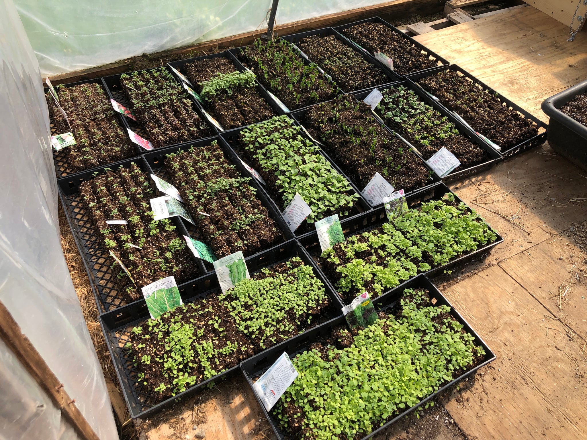 New - Cultivating Sustainability: The Art of Soil Blocks for Greener Gardens