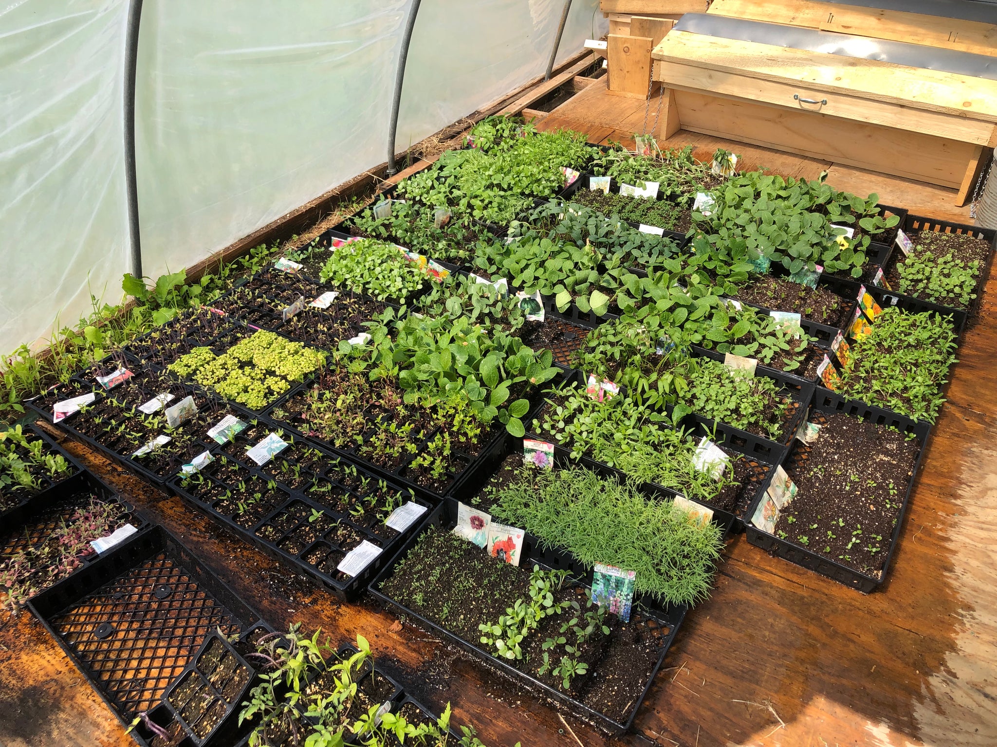 New - Cultivating Sustainability: The Art of Soil Blocks for Greener Gardens