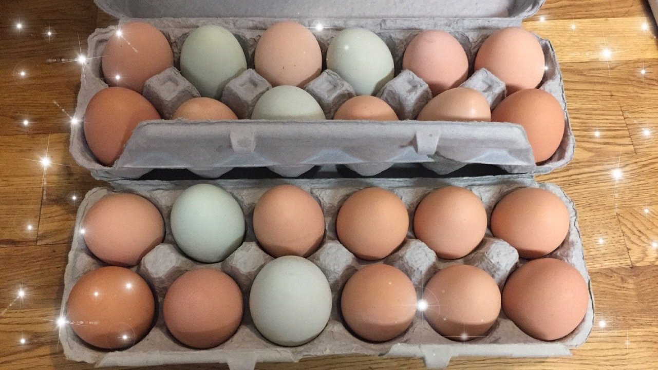 Raise the Coop: The Ultimate Guide to Backyard Chicken Keeping