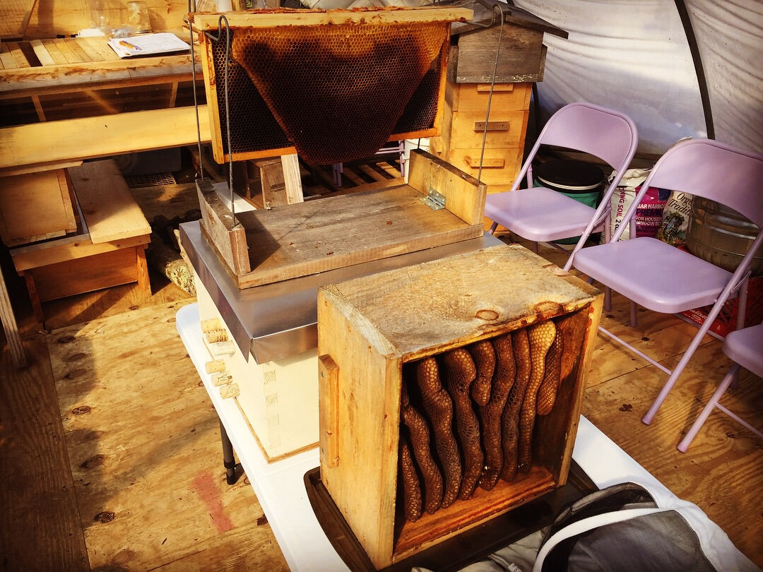 The Buzz on Beekeeping: A Beginner's Guide