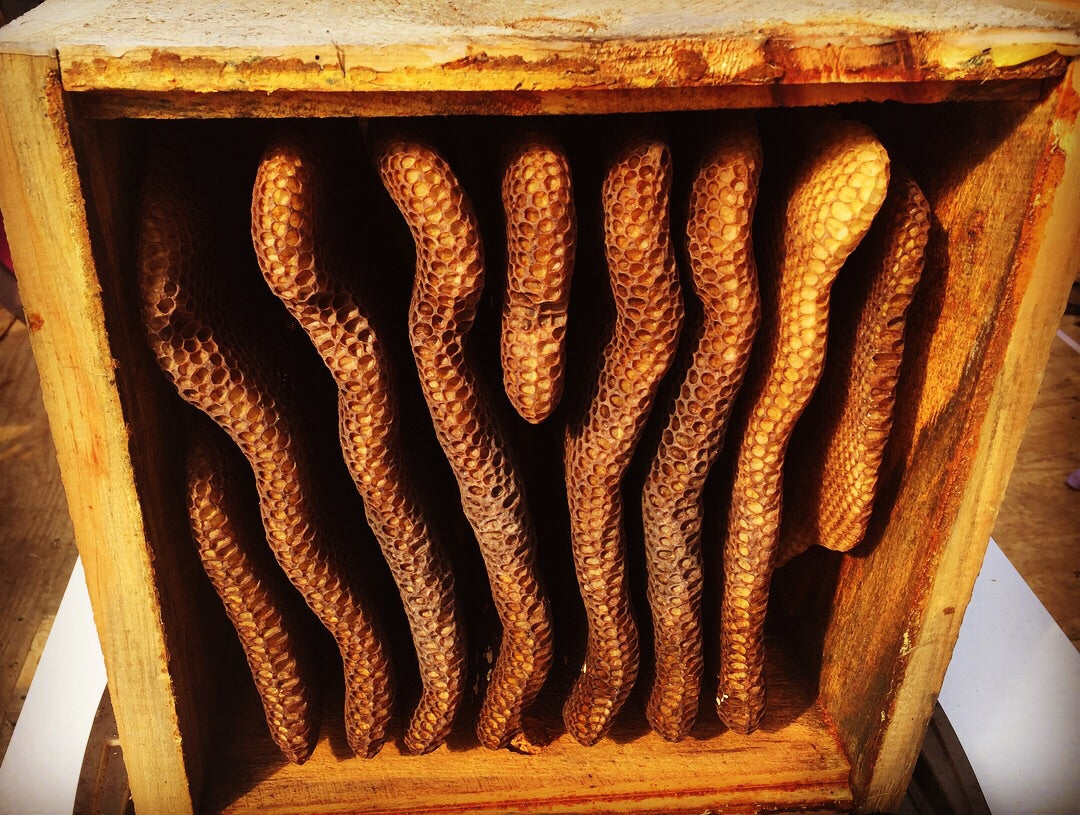 The Buzz on Beekeeping: A Beginner's Guide