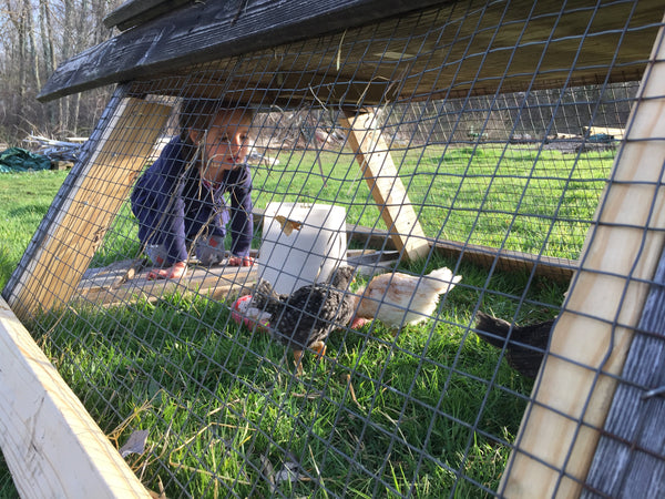 Raise the Coop: The Ultimate Guide to Backyard Chicken Keeping