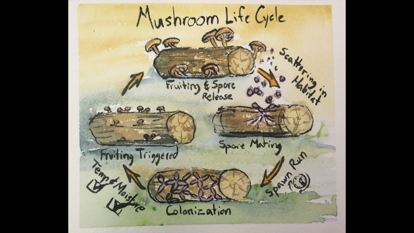 Fungi Frenzy: A Beginner's Guide to Outdoor Mushroom Growing - 90 min