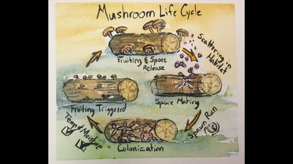 Fungi Frenzy: A Beginner's Guide to Outdoor Mushroom Growing