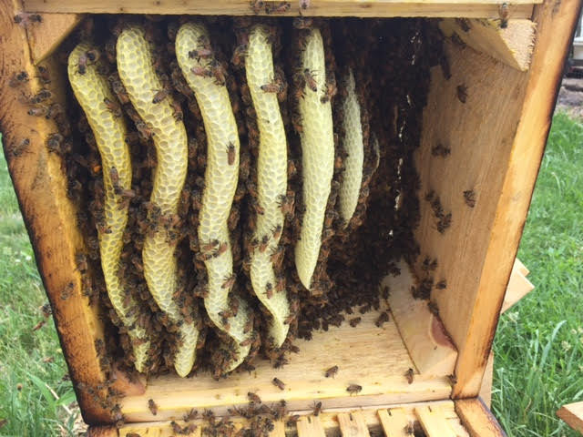 Tri Gable Lea Warré Complete Hive Kit