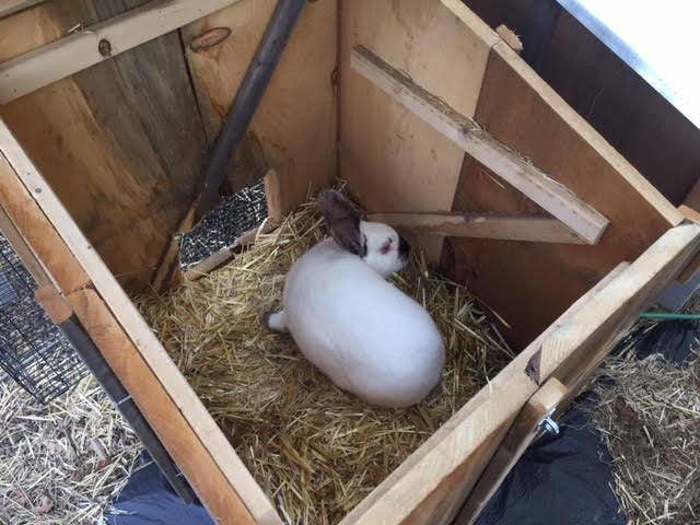 Modular Rabbit Hutch