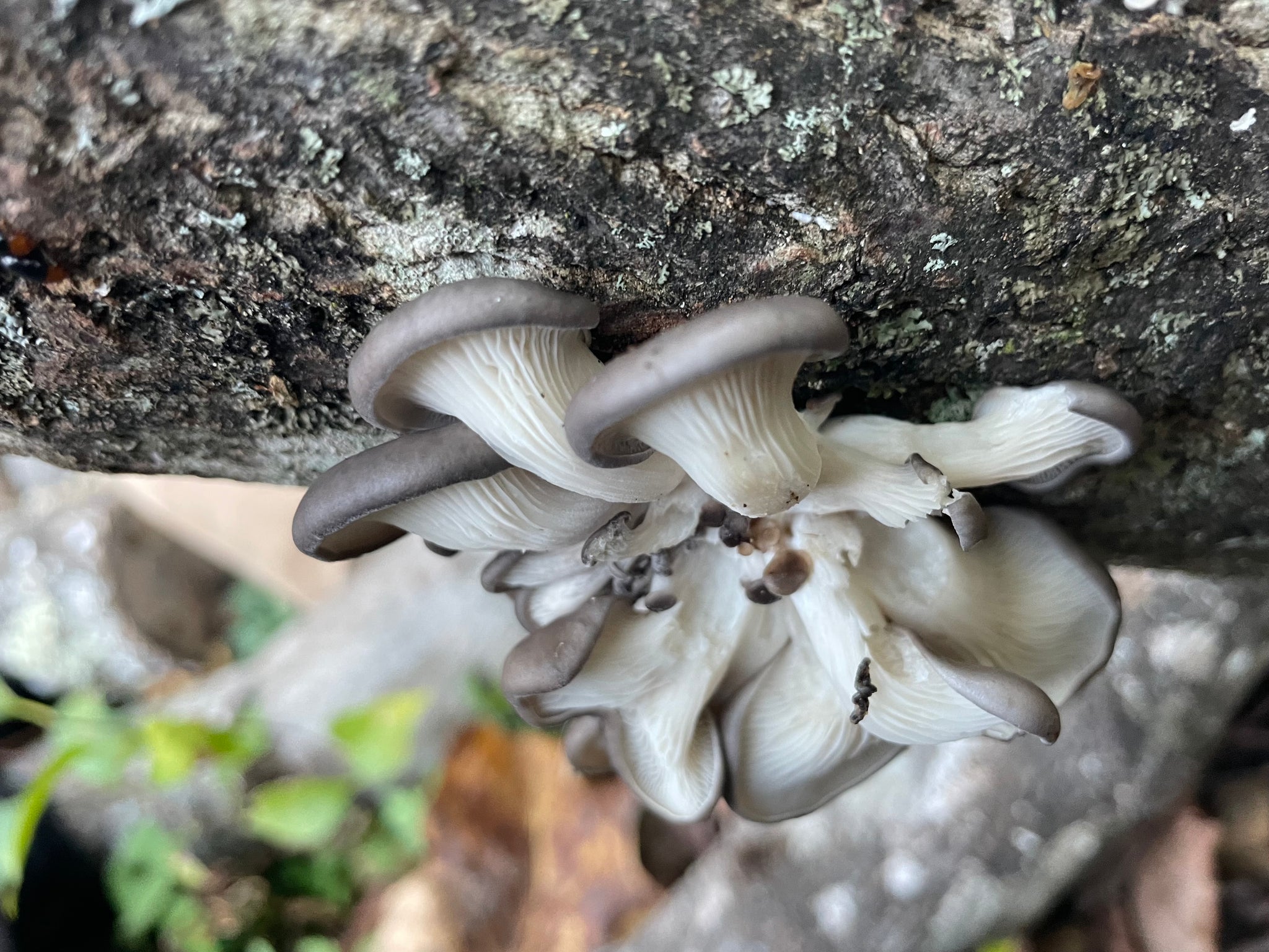Fresh Oyster Mushroom Logs - will fruit later this year and next