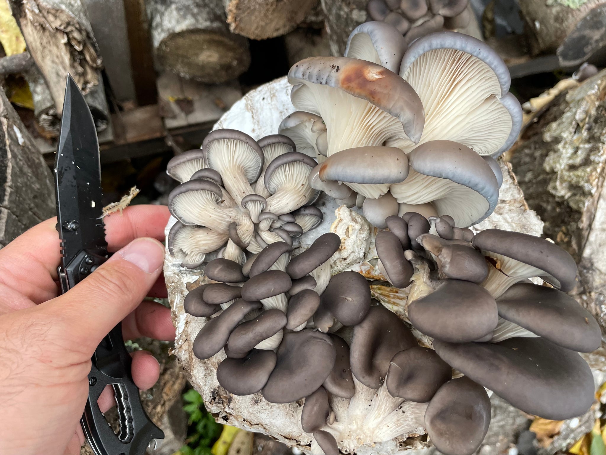 Fresh Oyster Mushroom Logs - will fruit later this year and next