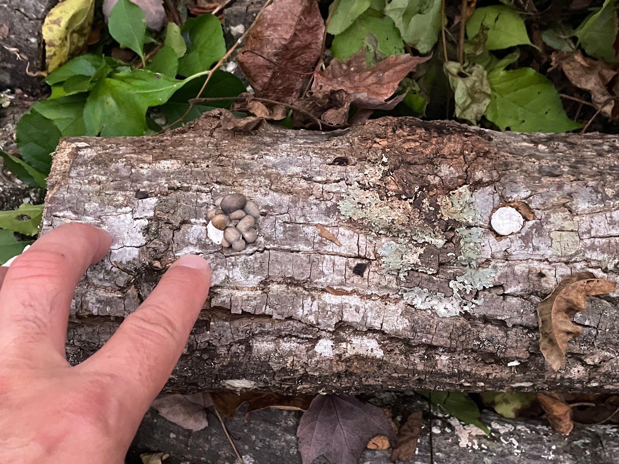 Fresh Oyster Mushroom Logs - will fruit later this year and next