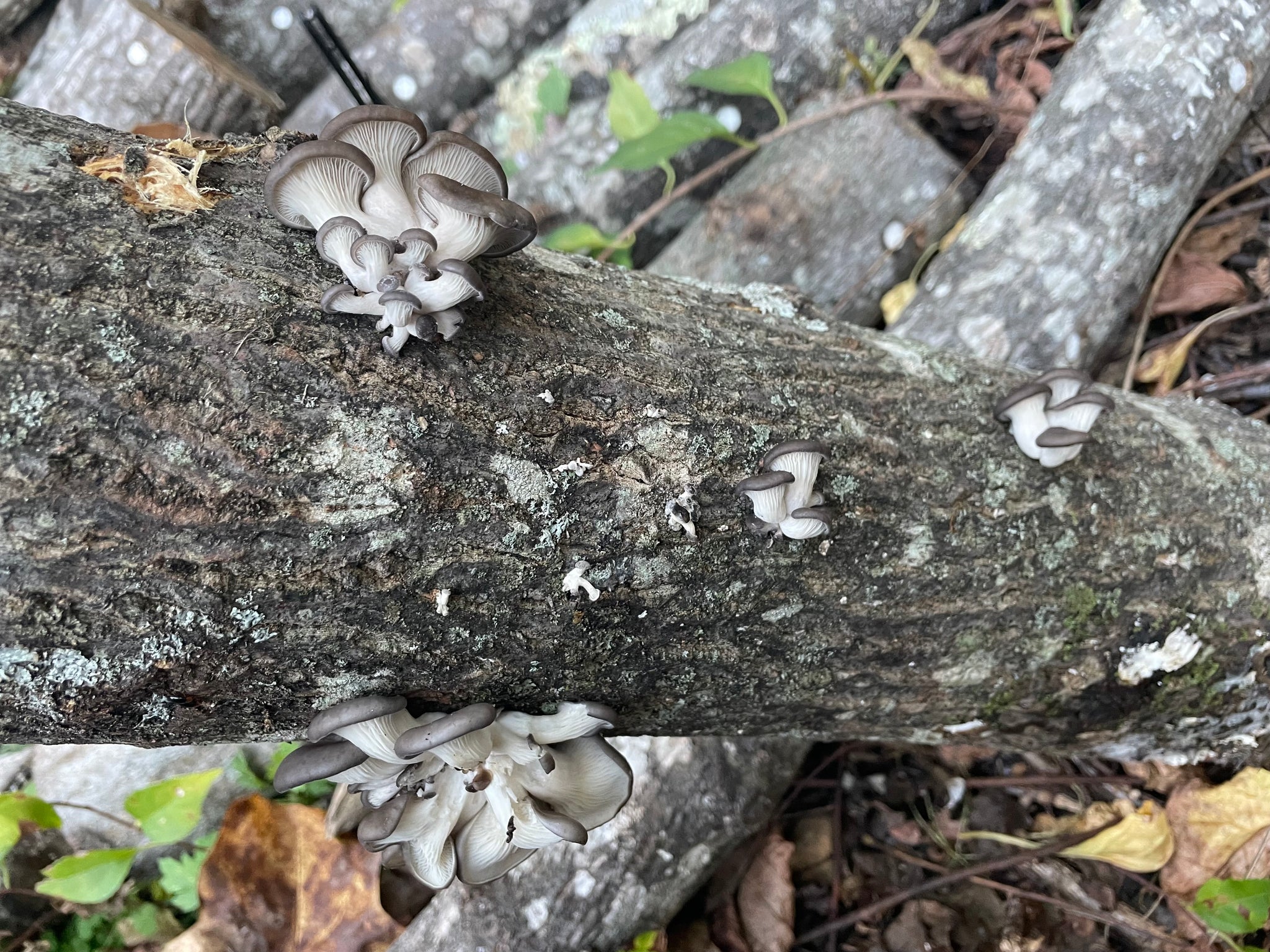 Fresh Oyster Mushroom Logs - will fruit later this year and next