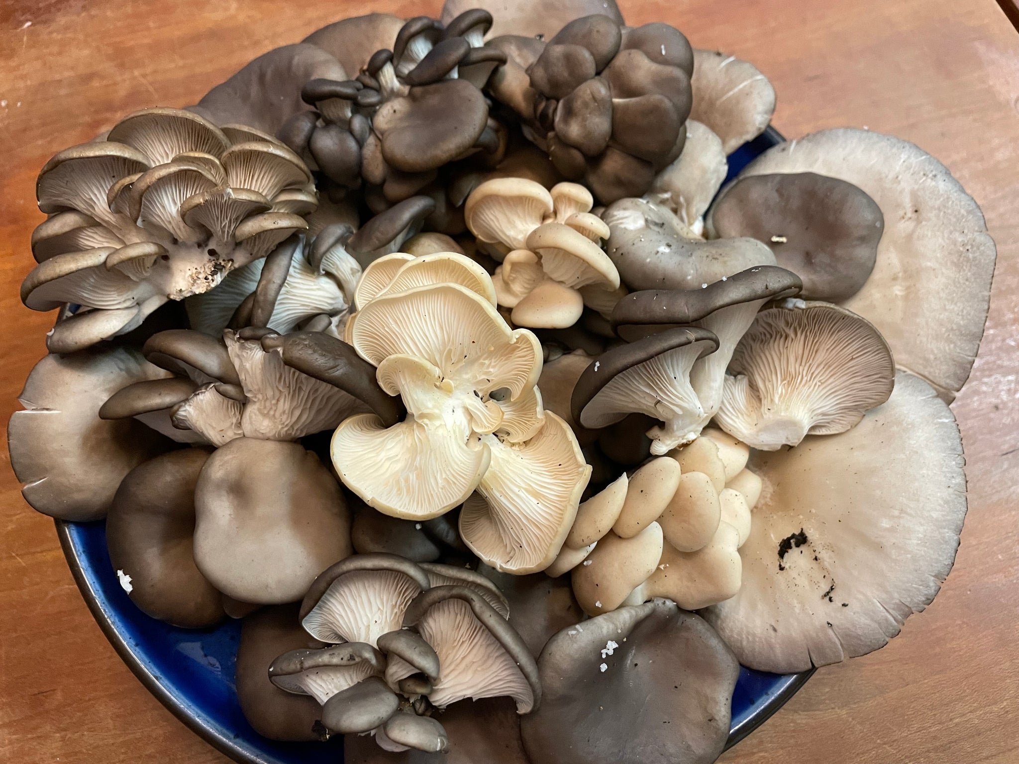 Fresh Oyster Mushroom Logs - will fruit later this year and next