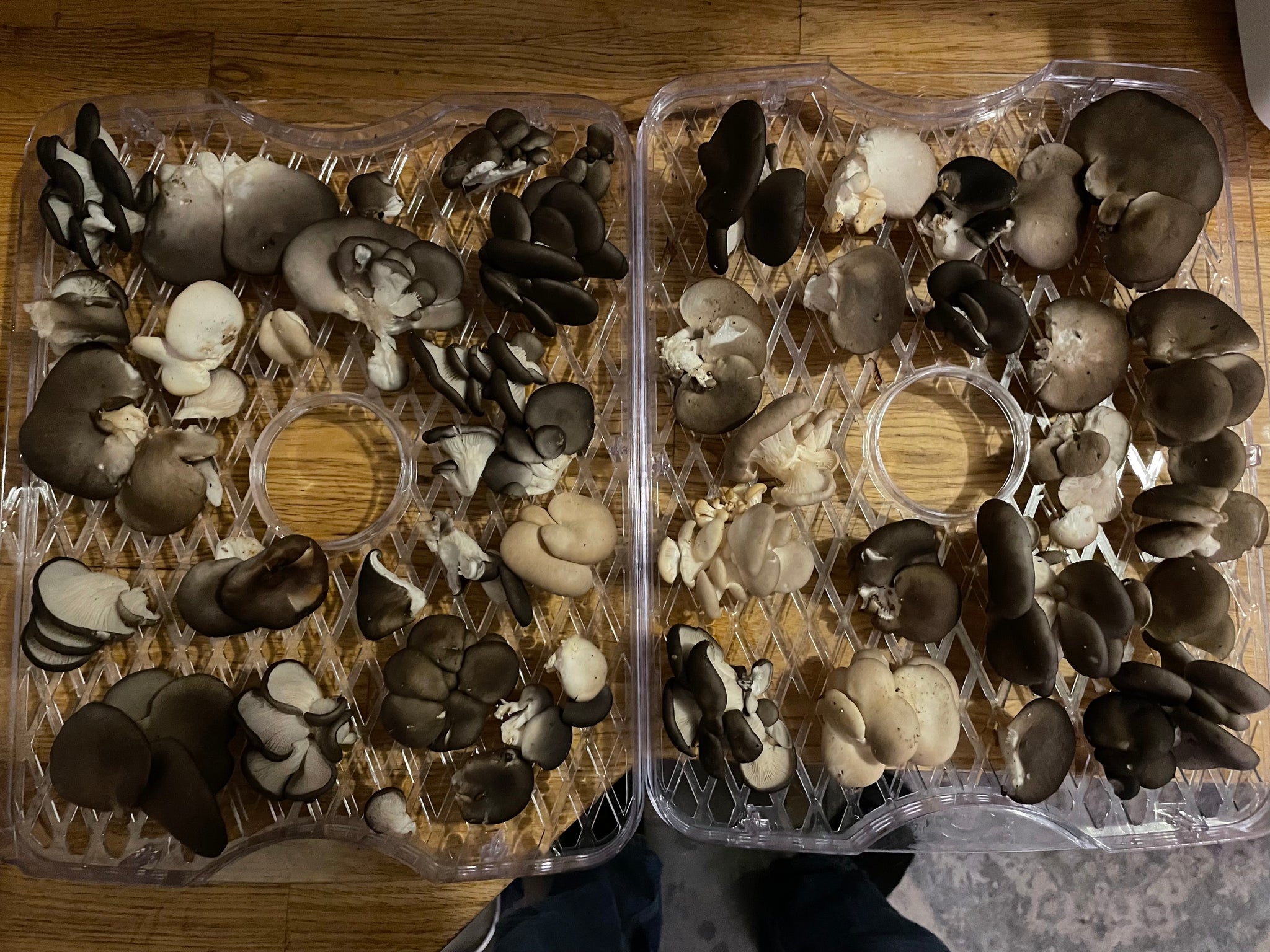 Fresh Oyster Mushroom Logs - will fruit later this year and next