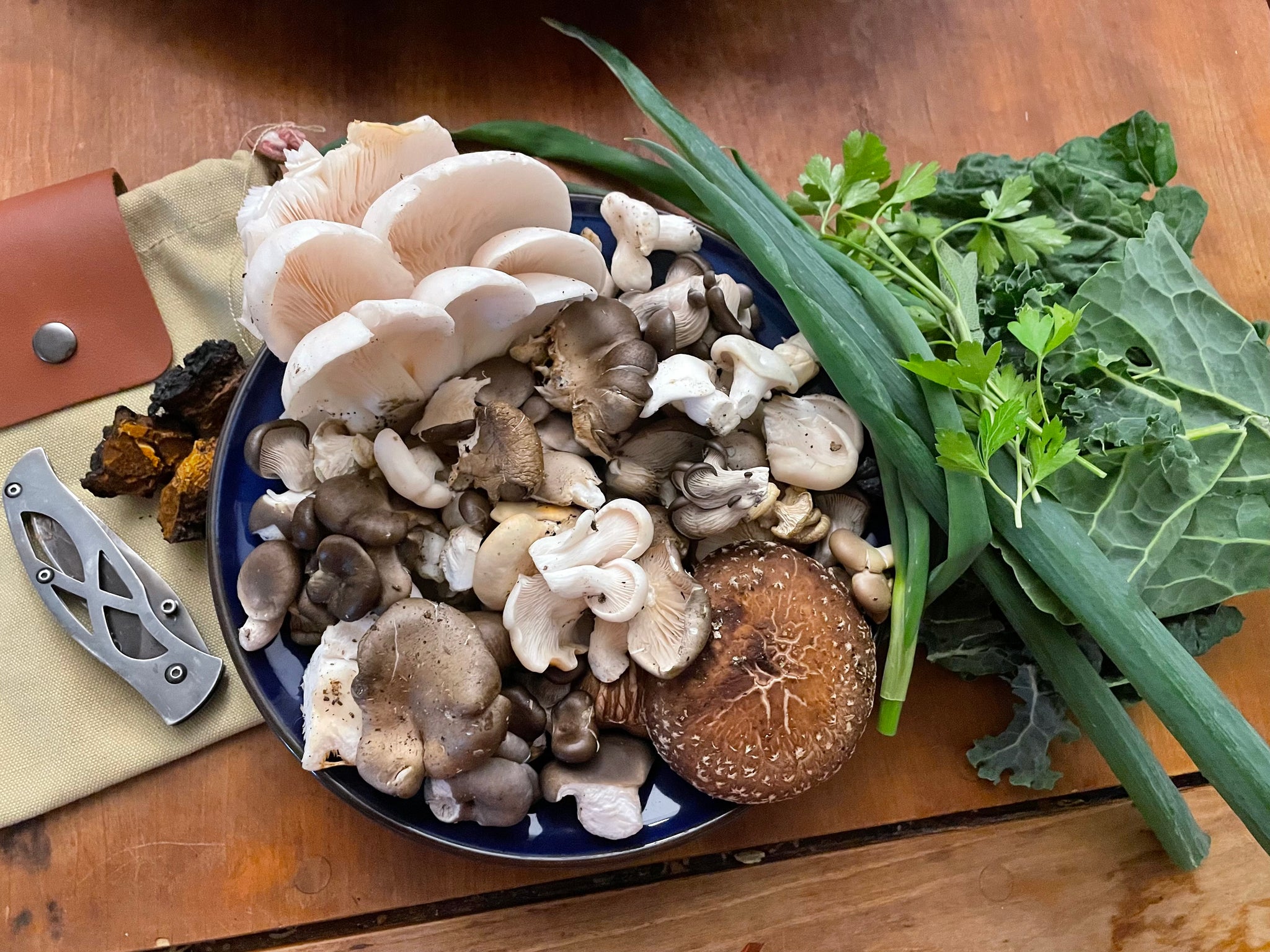 Fresh Oyster Mushroom Logs - will fruit later this year and next