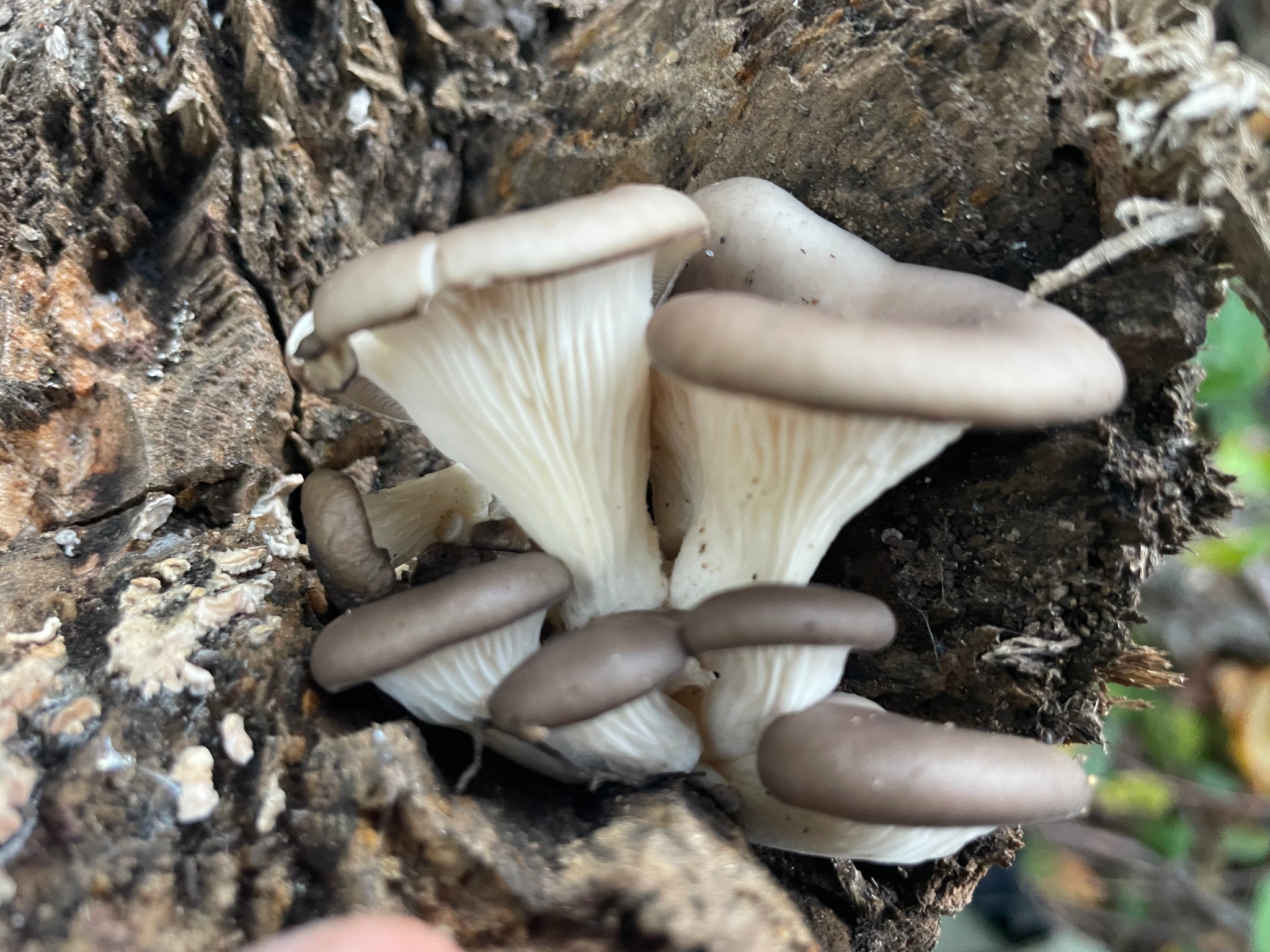 Fresh Oyster Mushroom Logs - will fruit later this year and next